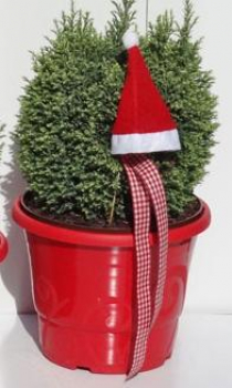 Preview: Chamaecyparis lawsoniana Sn
